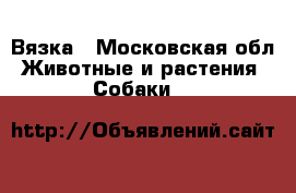 Вязка - Московская обл. Животные и растения » Собаки   